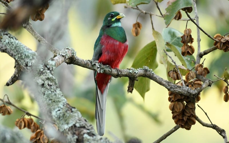 Birding Safaris at &Beyond Phinda Private Game Reserve